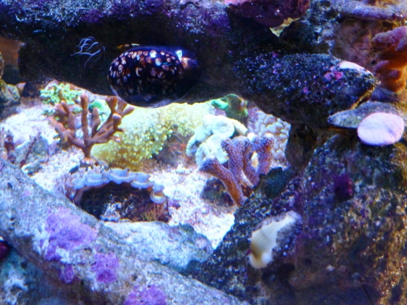 Cypraea mauriteana -Cypraea moneta 5