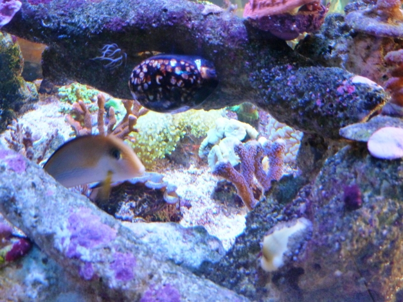 Cypraea mauriteana -Cypraea moneta 6