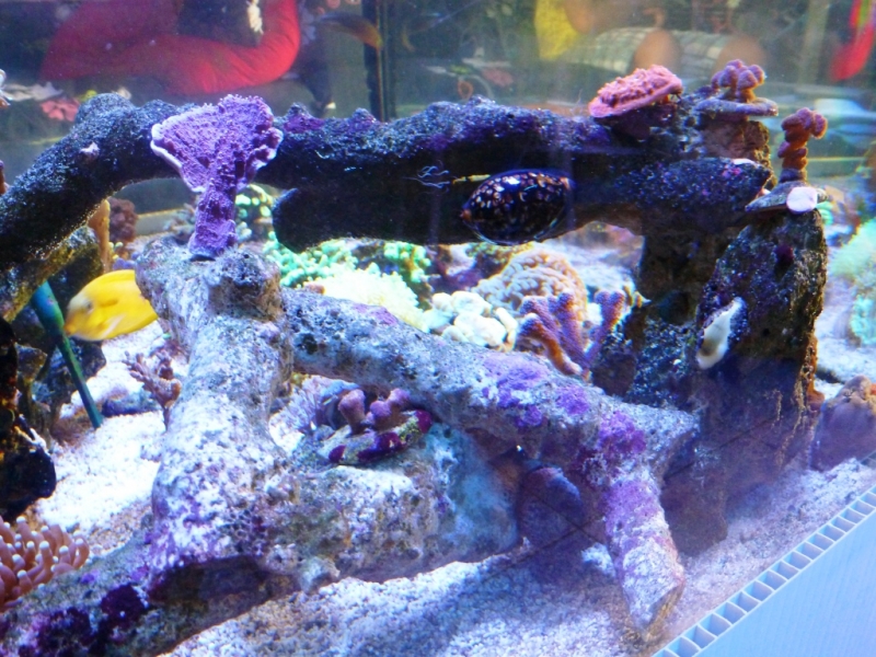Cypraea mauriteana -Cypraea moneta 7