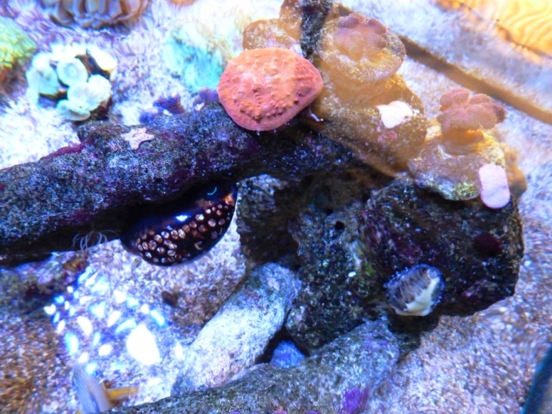 Cypraea mauriteana -Cypraea moneta