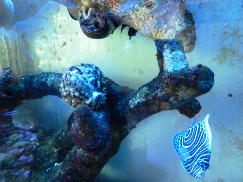 Cypraea tigris - Pomacanthus imperator
