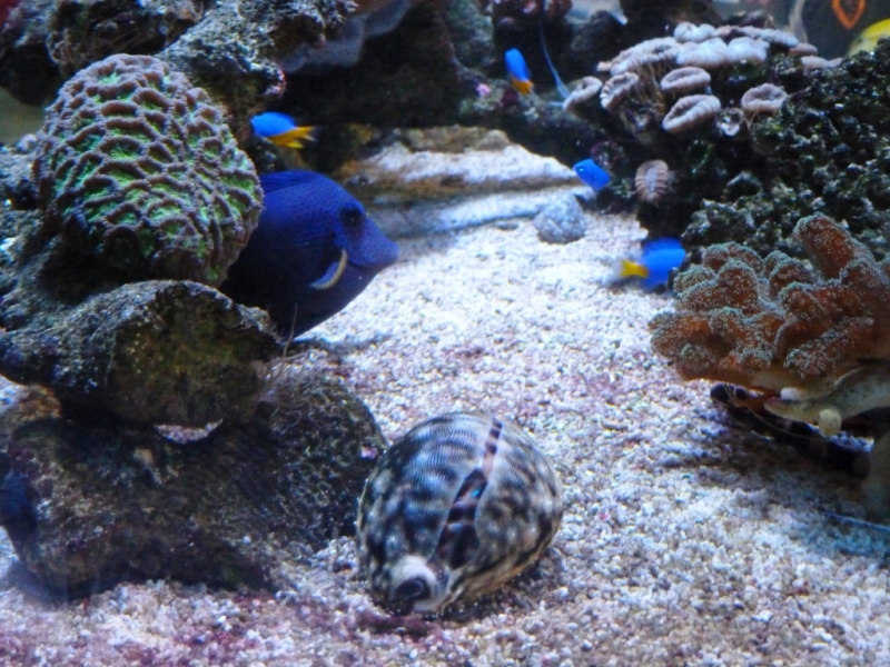 Cypraea tigris2