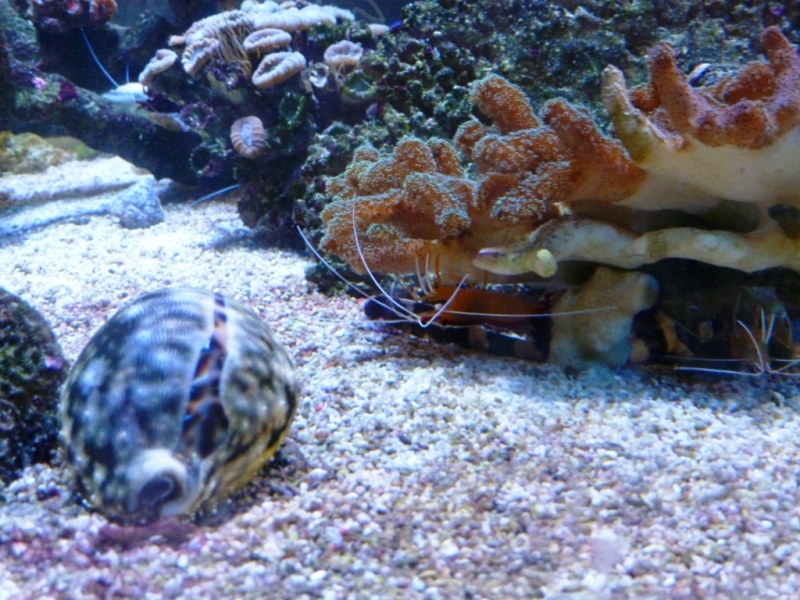 Cypraea tigris3