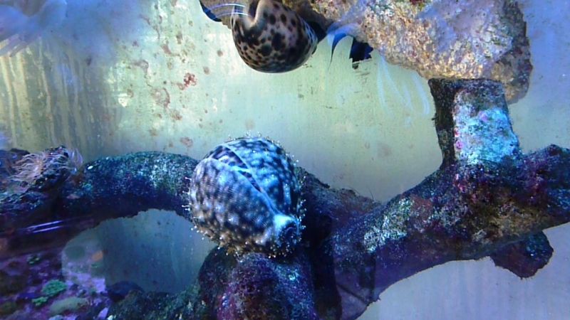 Cypraea tigris4
