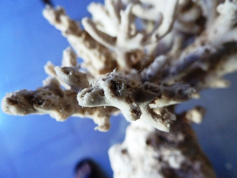 Acropora esqueleto 1
