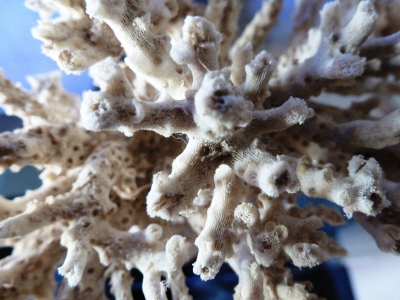 Acropora esqueleto 2
