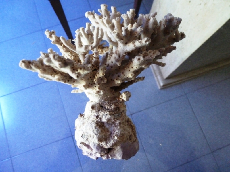 Acropora esqueleto 3