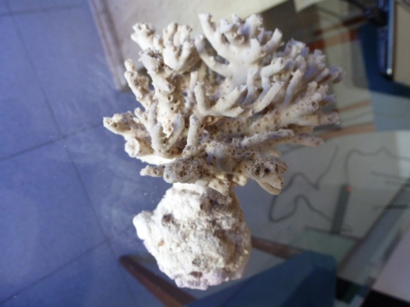 Acropora esqueleto 4