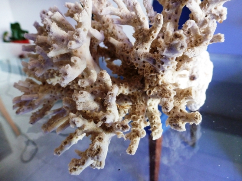 Acropora esqueleto 5