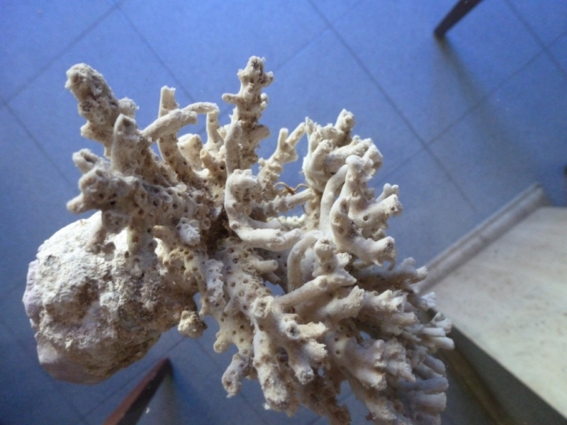 Acropora esqueleto 6
