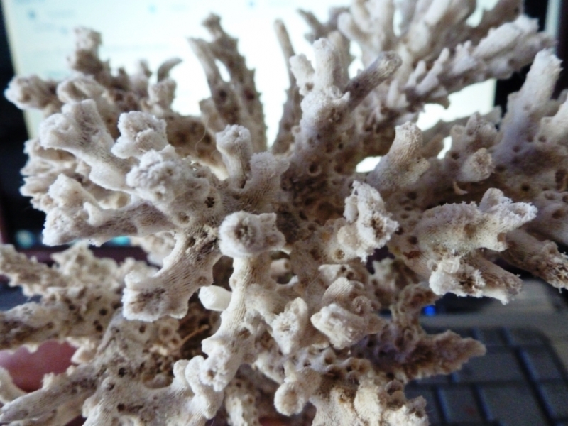 Acropora esqueleto 7
