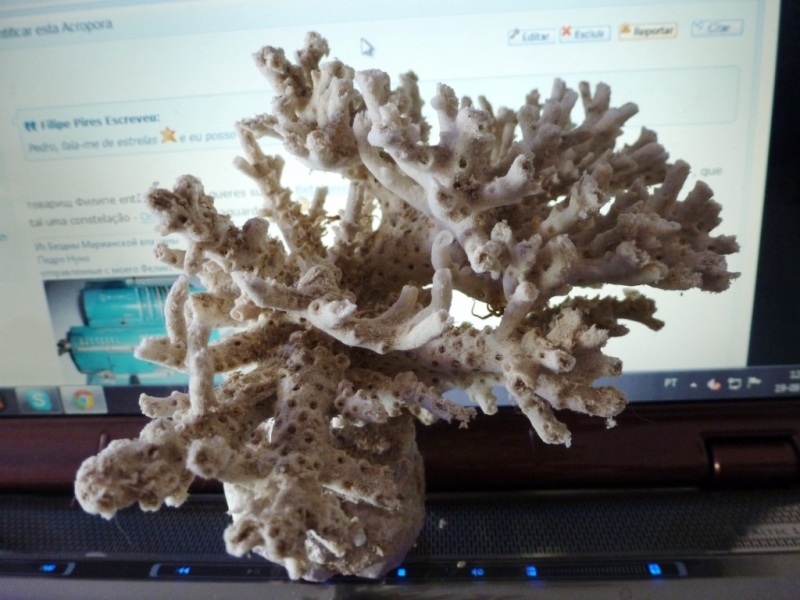 Acropora esqueleto 8