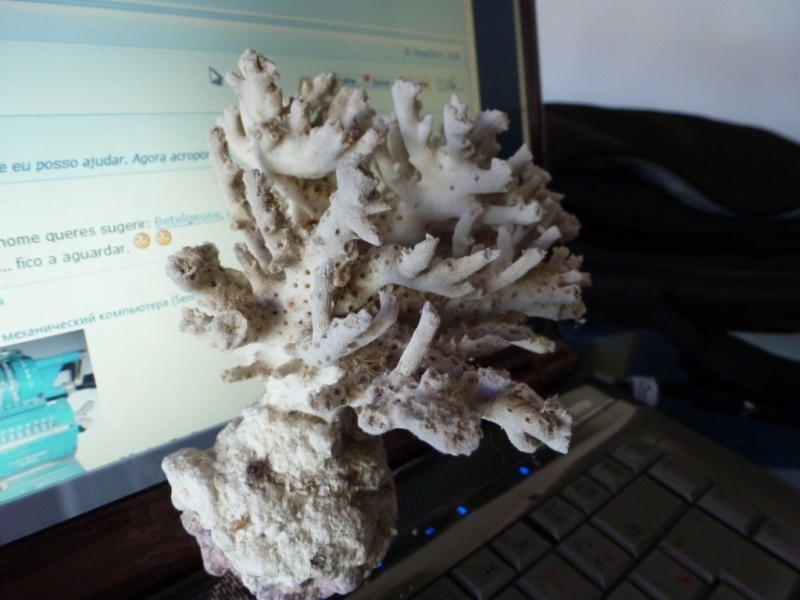 Acropora esqueleto 9