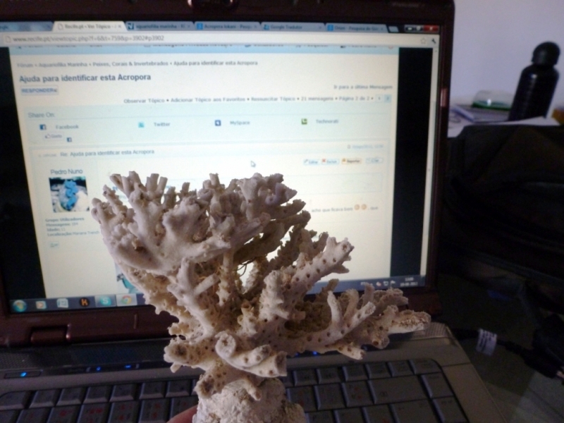 Acropora esqueleto 10