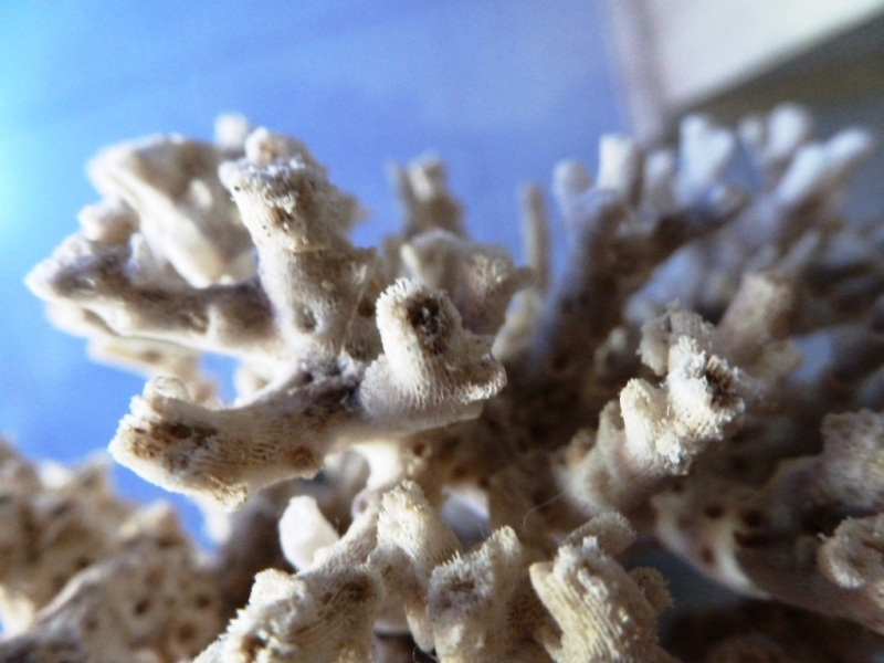 Acropora esqueleto