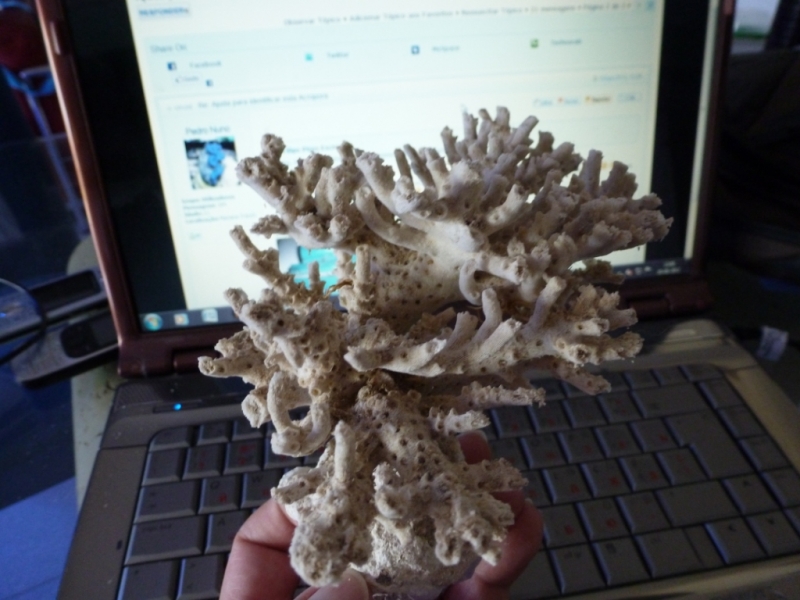 Acropora esqueleto 11