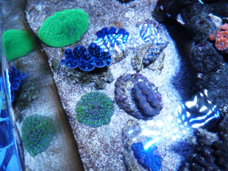 Tridacnas da Refresco - Reeffresh