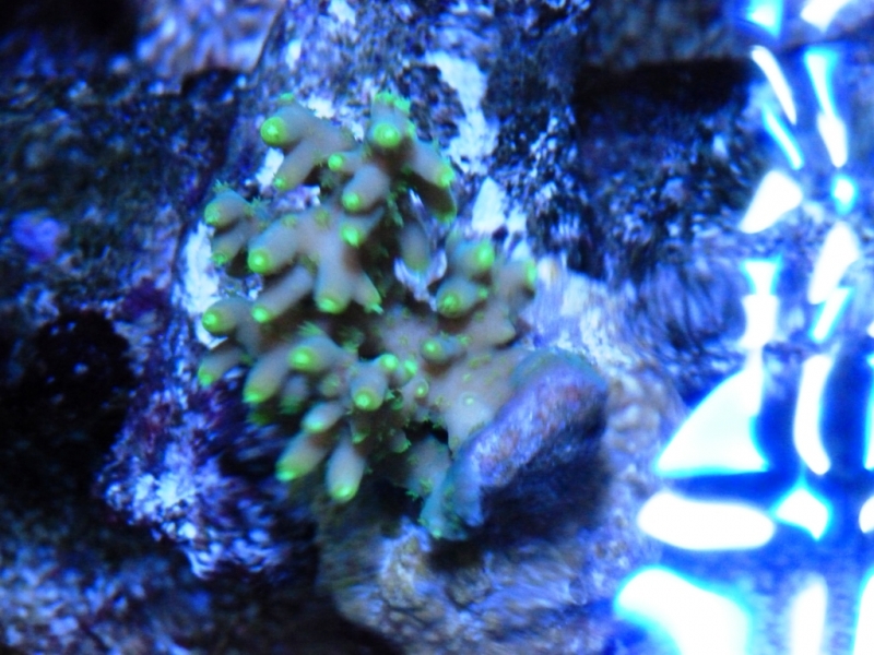 Acropora refresco