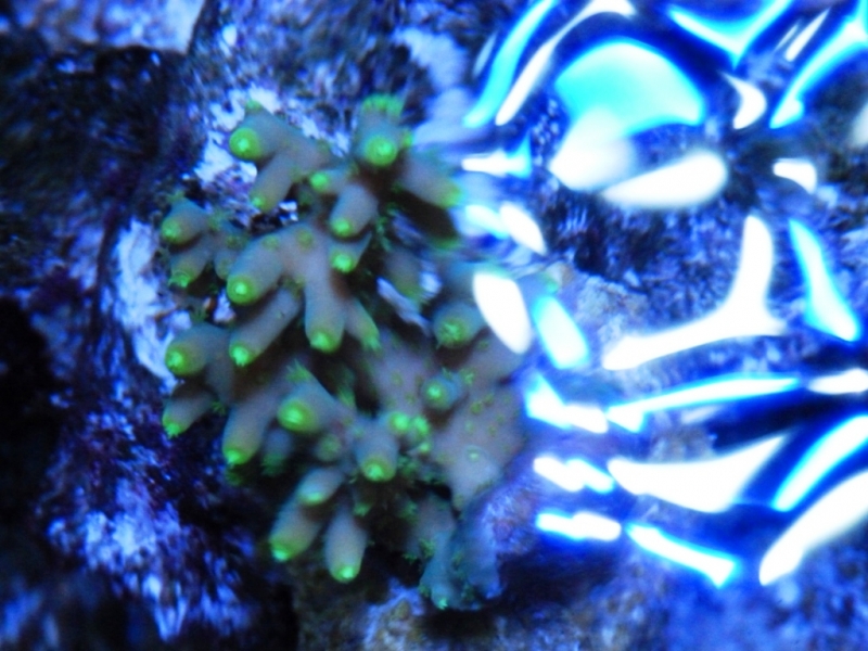 Acropora refresco1