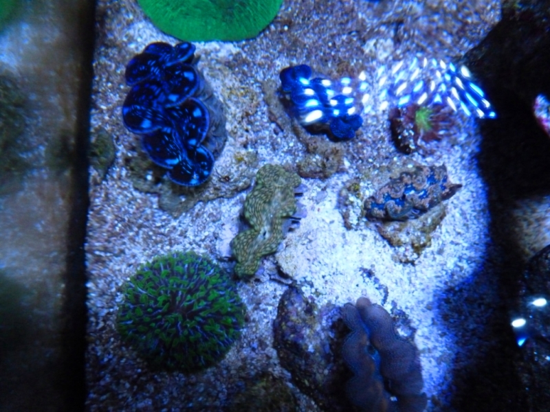 Tridacna tartan