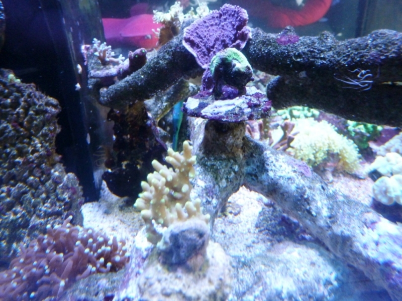 Acropora refresco multiacuta