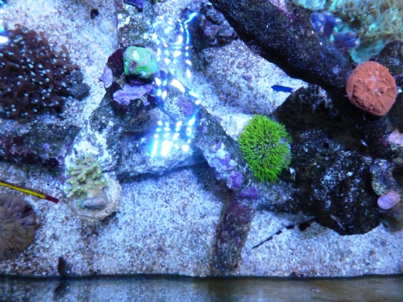 Pachyclavulária - Acropora refresco