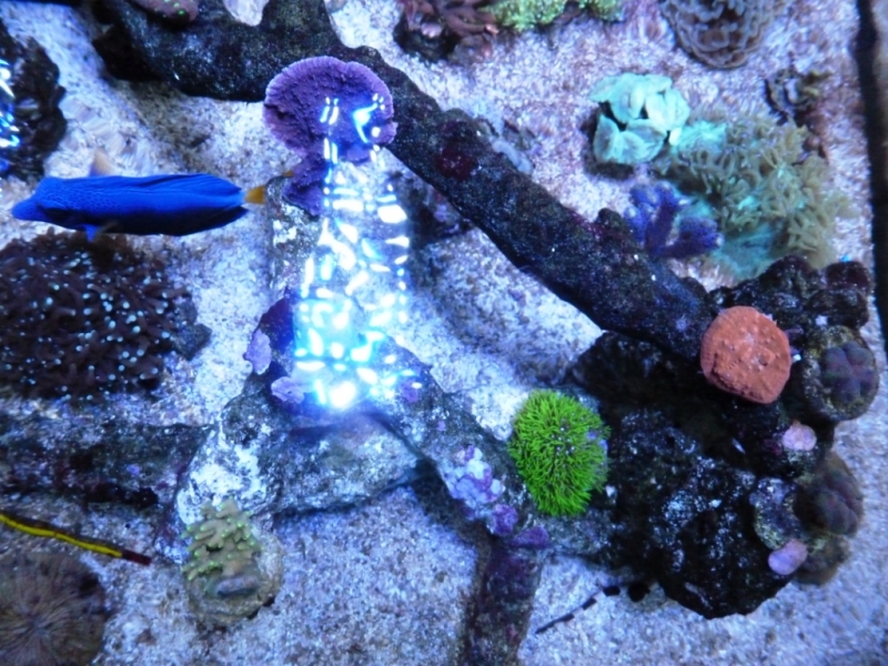 Pachyclavulária - Acropora refresco1
