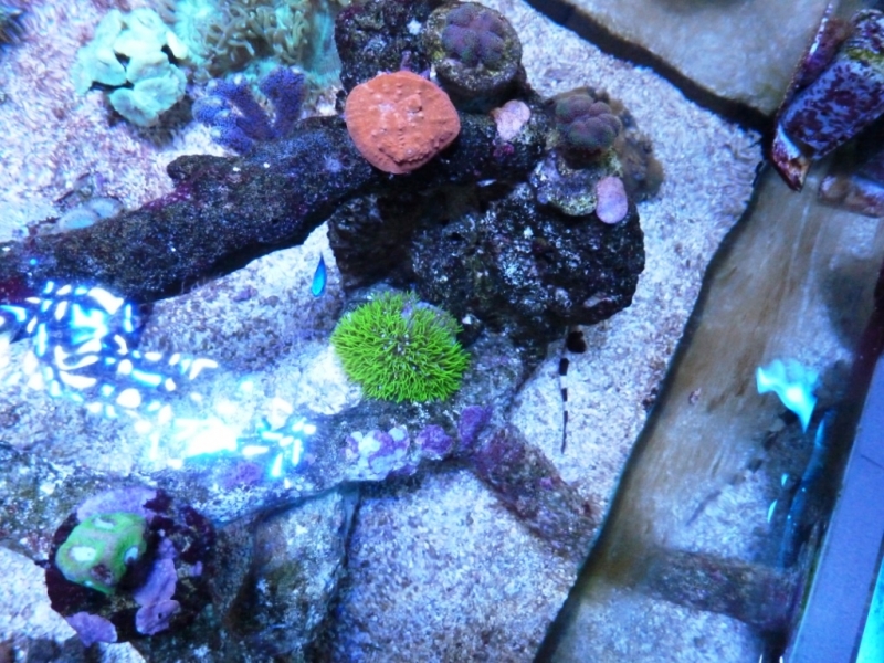 Pachyclavulária - Acropora refresco2