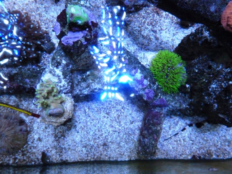 Pachyclavulária - Acropora refresco3