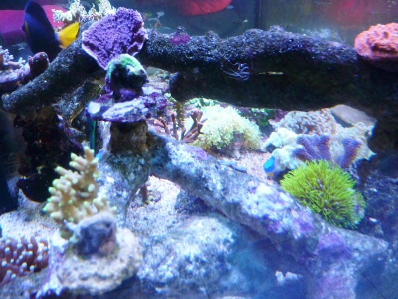 Pachyclavulária - Acropora refresco6