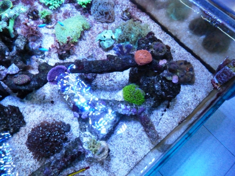 Pachyclavulária - Acropora refresco7