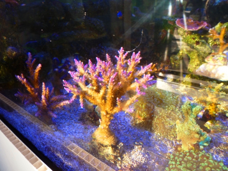 Acropora válida