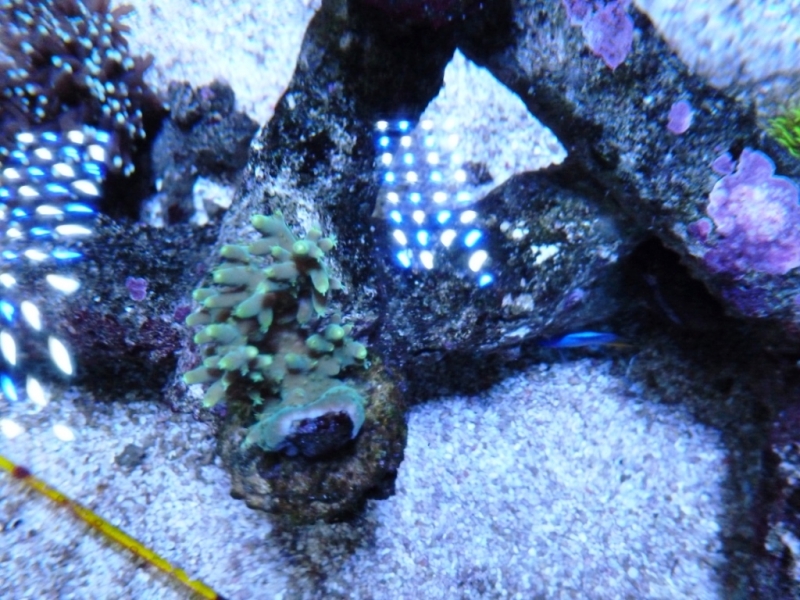 26 - Acropora multiacuta
