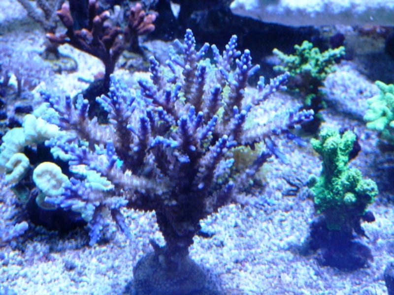 27 - Acropora valida