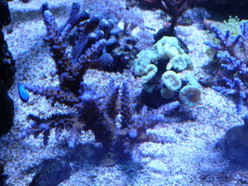 28 - Acropora pólipos azuis