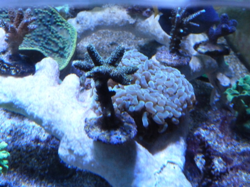 29 - Acropora millepora verde