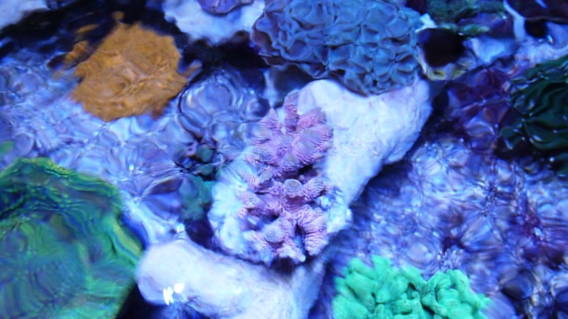 36 - Acropora millepora rosa