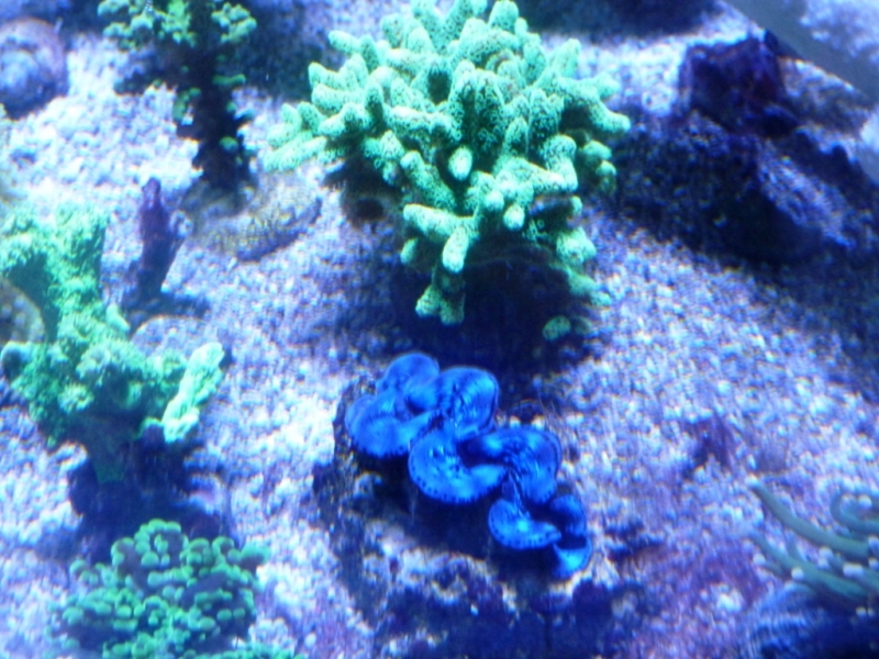 30 - Tridacna azul