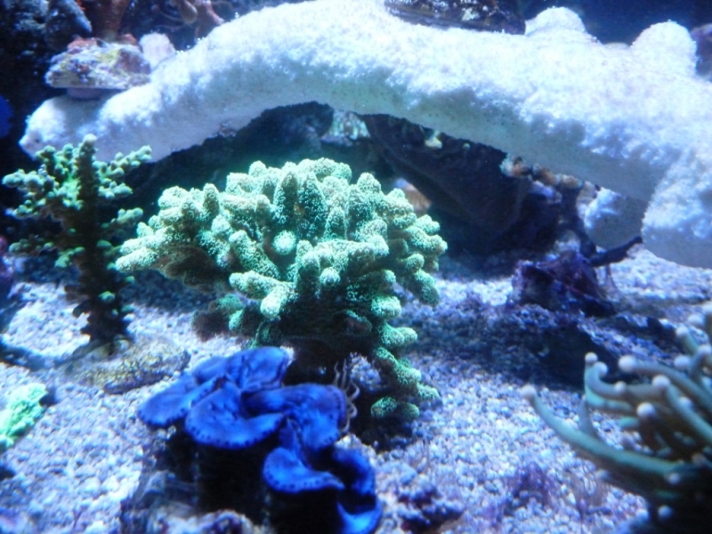 31 - Tridacna azul