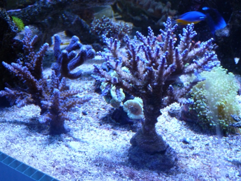 32 - Acropora valida e pólipos azuis