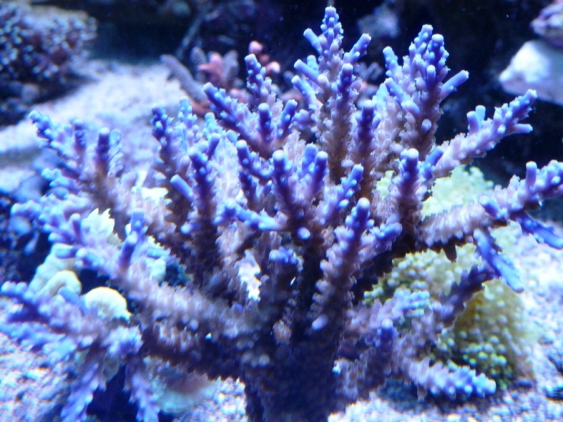 33 - Acropora valida