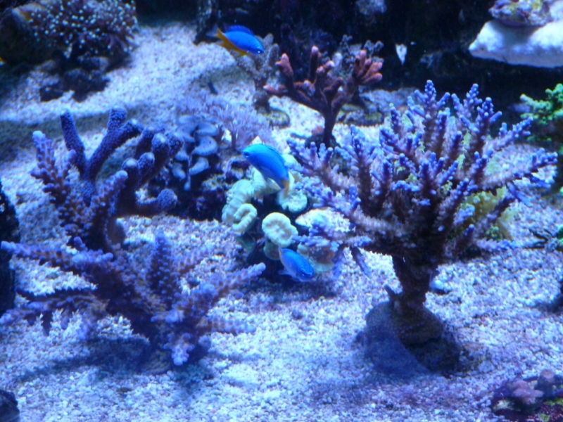 34 - Acropora valida e pólipos azuis
