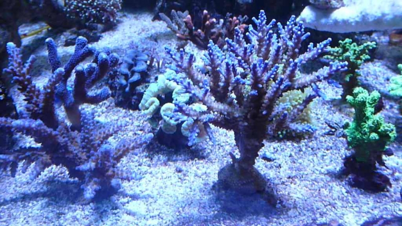 35 - Acropora valida e pólipos azuis