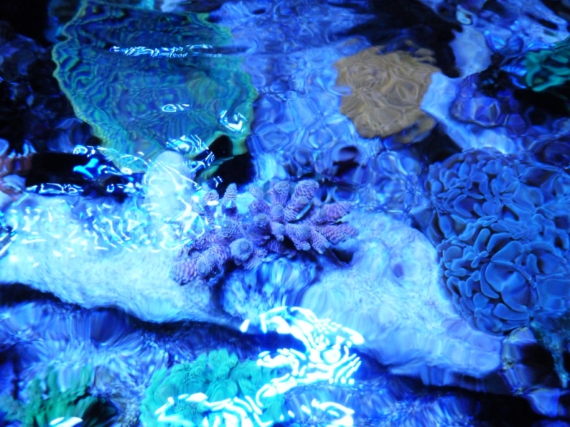37 - Acropora millepora rosa
