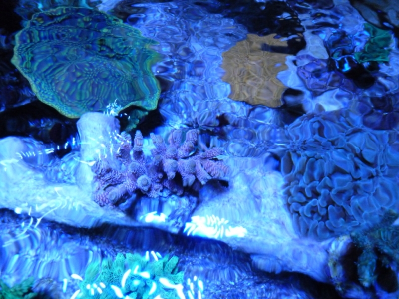 38 - Acropora millepora rosa