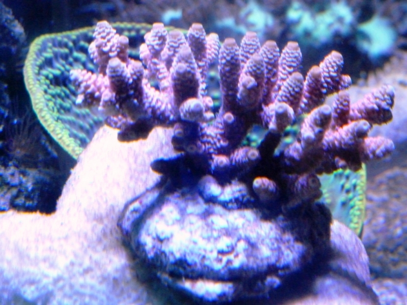 39 - Acropora millepora rosa