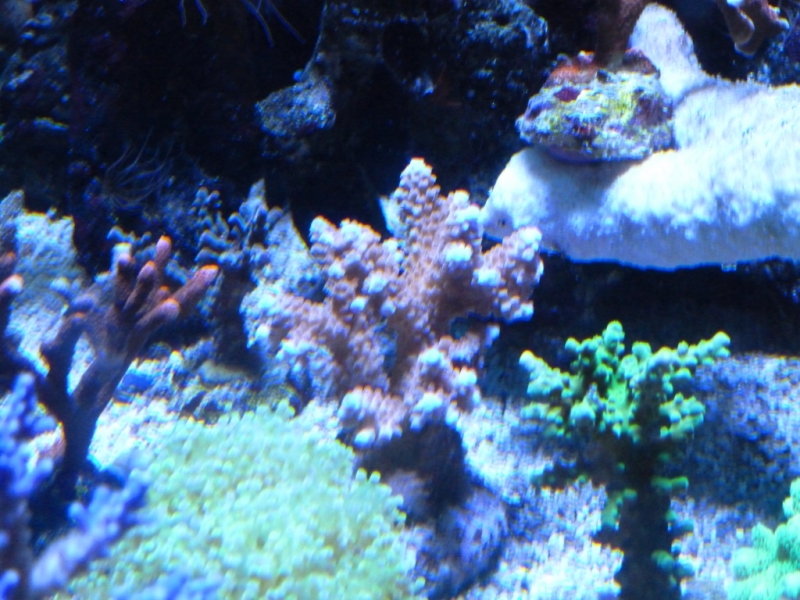 40 - Acropora salmão coral pontas azuis