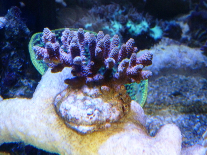 41 - Acropora millepora rosa