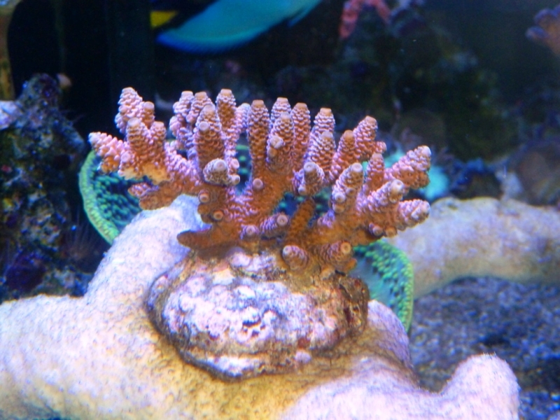 42 - Acropora millepora rosa