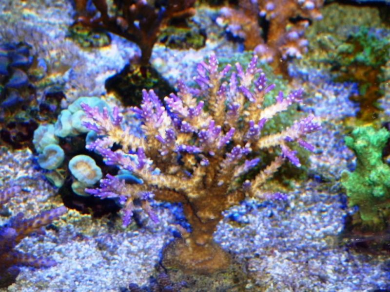43 - Acropora Valida